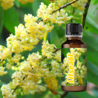 Ätherisches Öl Litsea Cubeba 50 ml