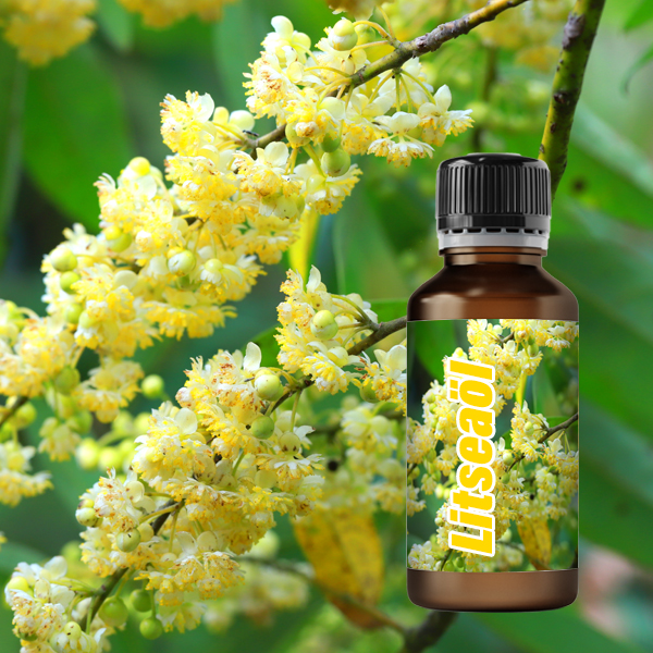 Ätherisches Öl Litsea Cubeba 50 ml